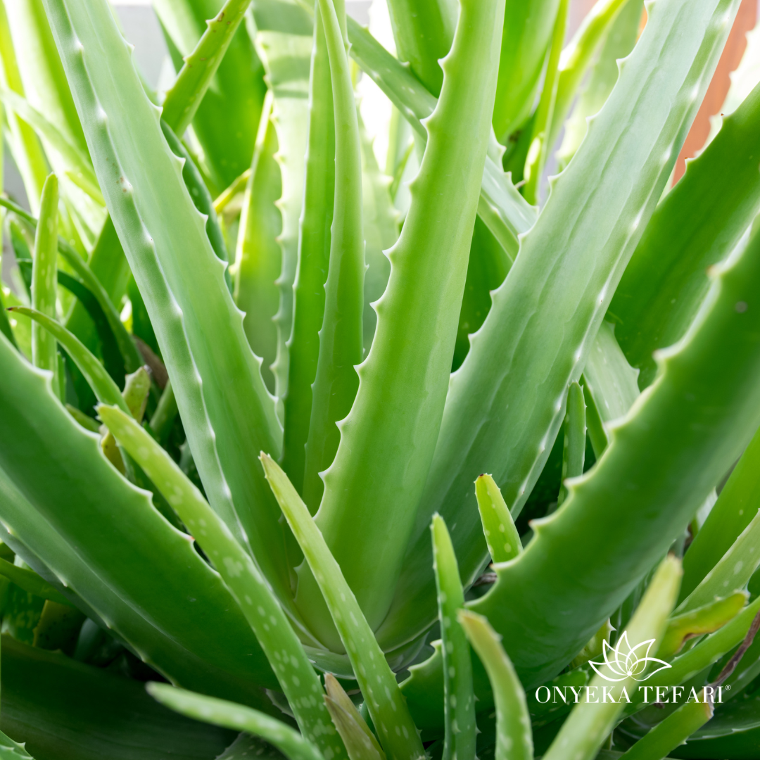 Aloe Vera Plant