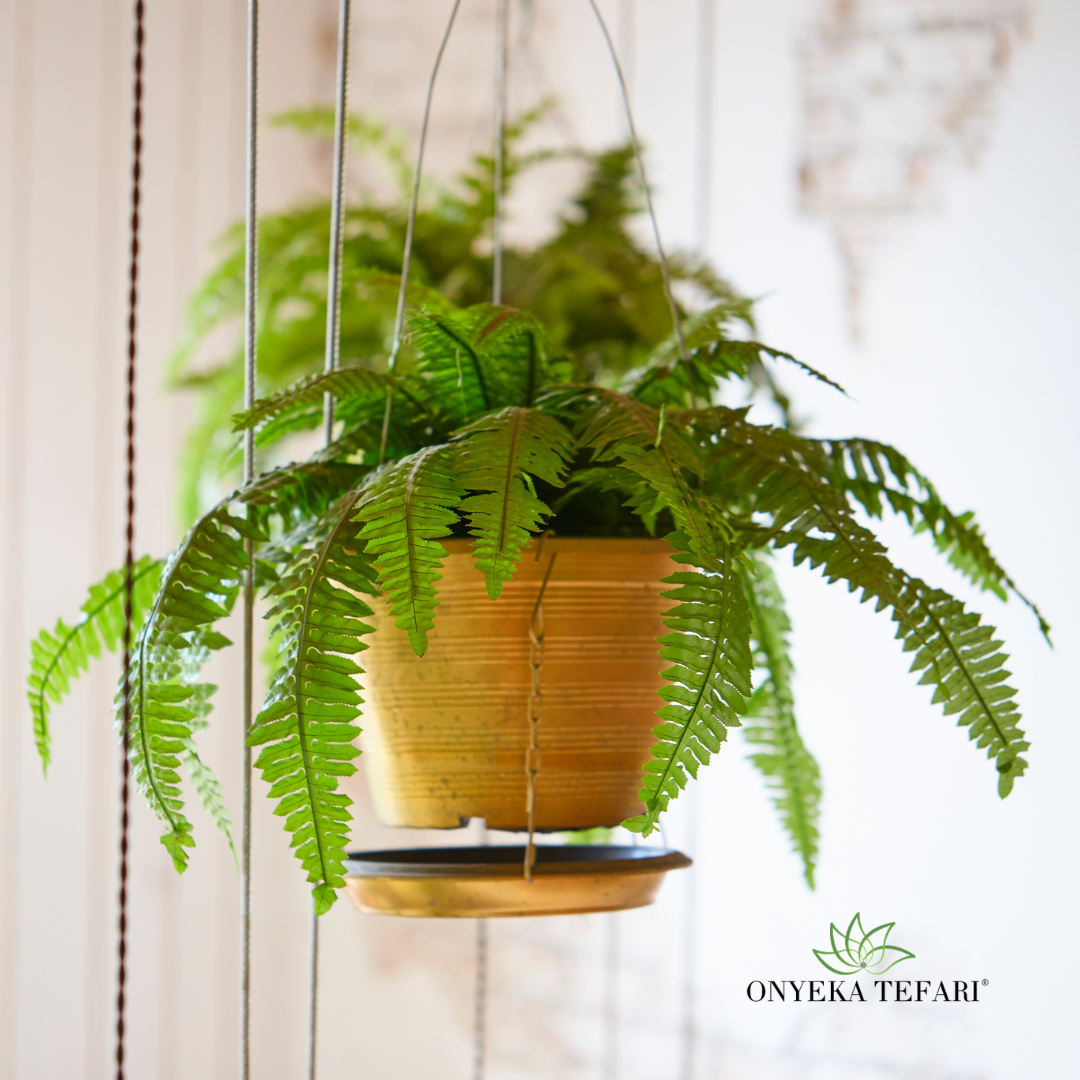 Boston Fern