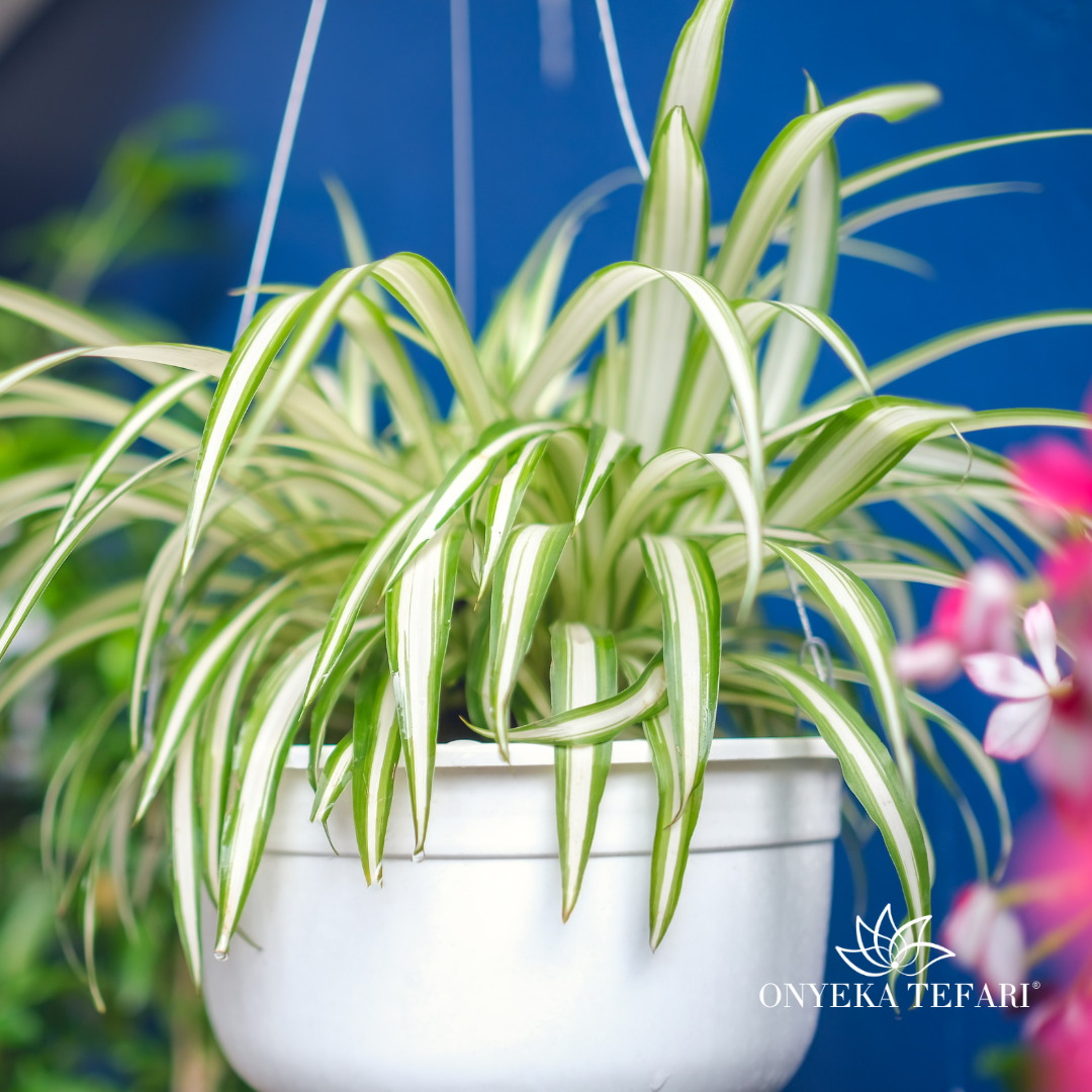 Spider Plant